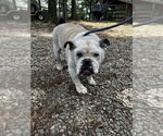 Small Bulldog