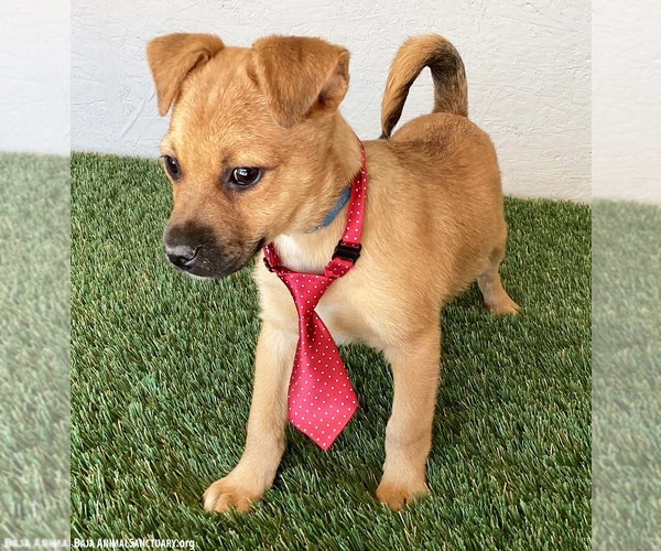 Medium Photo #3 Jug Puppy For Sale in San Diego, CA, USA