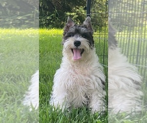 Schnauzer (Miniature) Puppy for sale in CANOGA, NY, USA