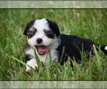 Small #6 Auss-Tzu