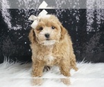 Small #5 Maltipoo