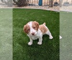 Image preview for Ad Listing. Nickname: AKC Boy 2