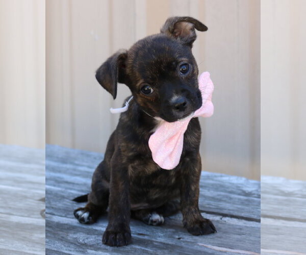 Medium Photo #1 Chihuahua-Unknown Mix Puppy For Sale in Bandera, TX, USA