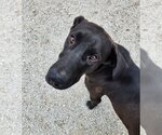 Small #13 Bloodhound-German Shepherd Dog Mix