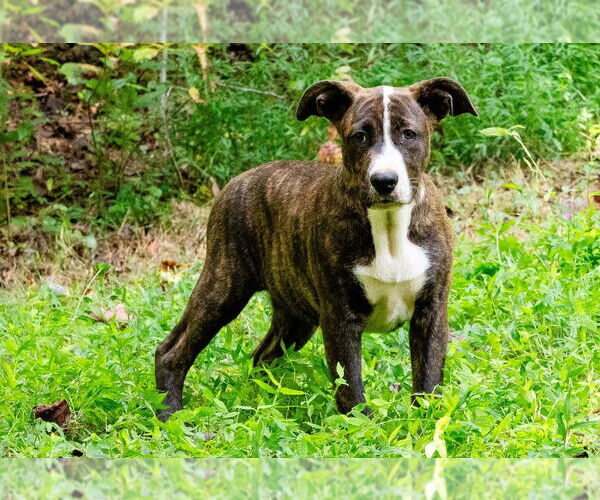 Medium Photo #6 Mutt Puppy For Sale in Ellijay, GA, USA
