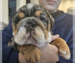 Small Photo #11 English Bulldog Puppy For Sale in SAINT CHARLES, IL, USA