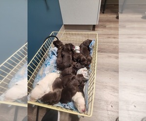 Labrador Retriever Puppy for sale in GRAPEVIEW, WA, USA