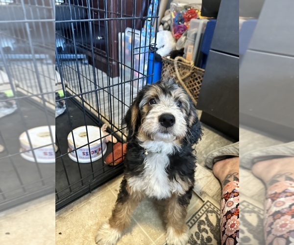 Medium Photo #5 Golden Mountain Doodle  Puppy For Sale in HESPERIA, CA, USA