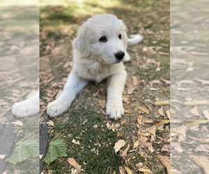 Great Pyrenees Puppy for sale in LAFAYETTE, CA, USA