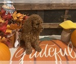 Small #3 Cavapoo