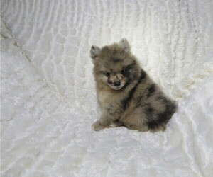 Pomeranian Puppy for sale in COOKEVILLE, TN, USA