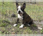 Small #5 French Bulldog