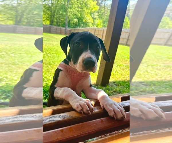 Medium Photo #2 American Staffordshire Terrier-Unknown Mix Puppy For Sale in Holly Springs, NC, USA