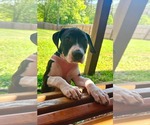 Small #1 American Staffordshire Terrier Mix