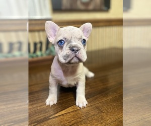 French Bulldog Puppy for Sale in COCHRAN, Georgia USA