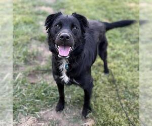 Border Collie-Unknown Mix Dogs for adoption in Modesto, CA, USA