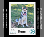 Small Photo #2 German Shepherd Dog-Huskies  Mix Puppy For Sale in Kimberton, PA, USA