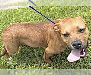 Staffordshire Bull Terrier Dogs for adoption in Houston, TX, USA