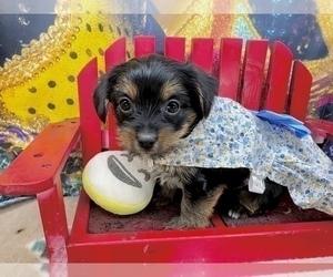 YorkiePoo Puppy for Sale in CASSVILLE, Missouri USA