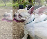 Small Photo #12 French Bulldog Puppy For Sale in Millsboro, DE, USA
