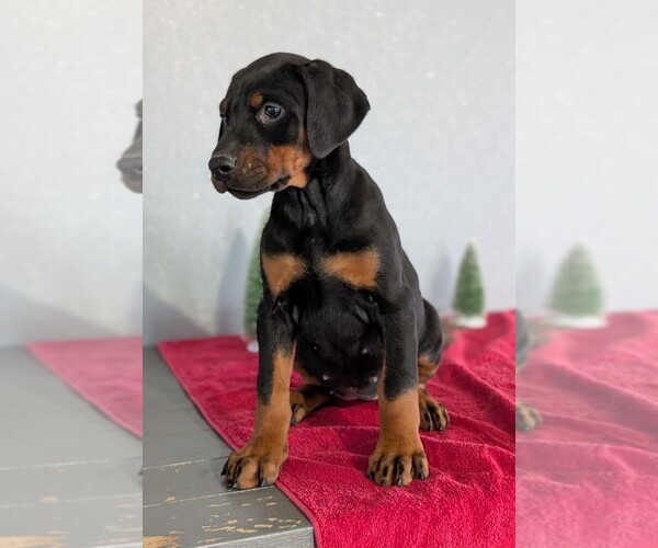 Medium Photo #49 Doberman Pinscher Puppy For Sale in GOSHEN, IN, USA