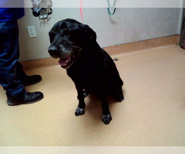 Medium Photo #1 Labrador Retriever-Unknown Mix Puppy For Sale in Martinez, CA, USA