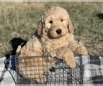 Small #8 Goldendoodle