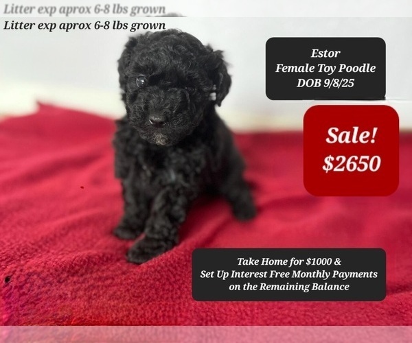 Medium Photo #1 Poodle (Toy) Puppy For Sale in TUCSON, AZ, USA