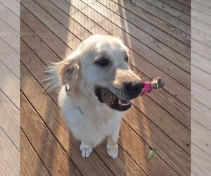 Golden Retriever Dogs for adoption in Woodbury, NY, USA