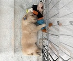 Small Photo #33 Golden Retriever Puppy For Sale in EXTON, PA, USA