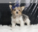 Puppy Bootsie F1B Morkie