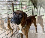 Small #1 Boxer