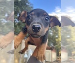 Small #2 Rat Terrier