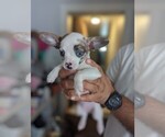 Small #1 Chihuahua