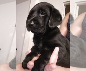 Labrador Retriever Puppy for sale in APPOMATTOX, VA, USA