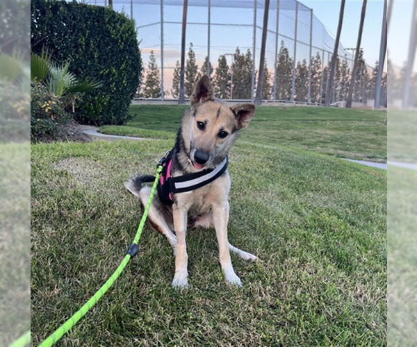 Medium Photo #2 German Shepherd Dog Puppy For Sale in Rancho Cucamonga, CA, USA