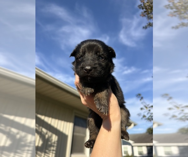 Medium Photo #7 German Shepherd Dog Puppy For Sale in MARSHALL, MO, USA