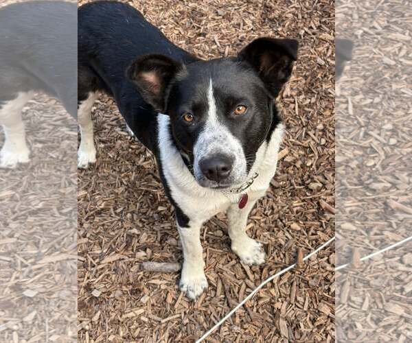 Medium Photo #4 Mutt Puppy For Sale in Paso Robles, CA, USA