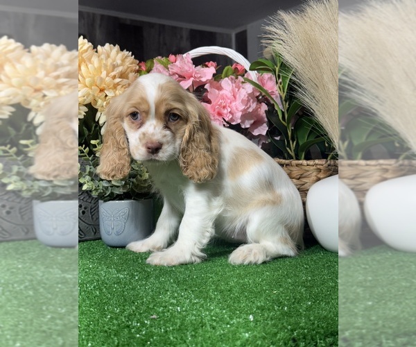 Medium Photo #6 Cocker Spaniel Puppy For Sale in CANOGA, NY, USA