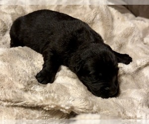 German Shepherd Dog Puppy for sale in CORNELL, MI, USA