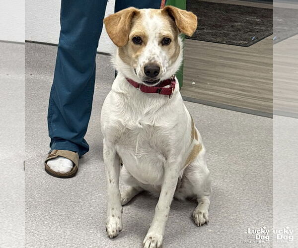 Medium Photo #2 Collie-Unknown Mix Puppy For Sale in Washington, DC, USA