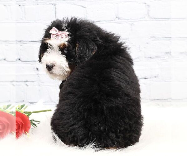 Medium Photo #4 Bernedoodle (Miniature) Puppy For Sale in LIVINGSTON, WI, USA