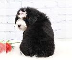 Small #3 Bernedoodle (Miniature)