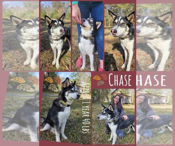 Medium Photo #10 Siberian Husky Puppy For Sale in Woodbury, NY, USA