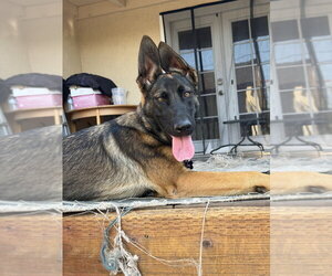 German Shepherd Dog-Unknown Mix Dogs for adoption in Imlay City, MI, USA