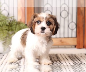 Mal-Shi Puppy for sale in NAPLES, FL, USA