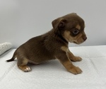 Small Photo #14 Chorkie Puppy For Sale in SAINT AUGUSTINE, FL, USA