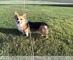 Small Photo #1 Pembroke Welsh Corgi Puppy For Sale in CERES, CA, USA