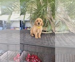 Small #3 Golden Retriever