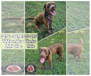 Labrador Retriever-Unknown Mix Dogs for adoption in Georgetown, KY, USA